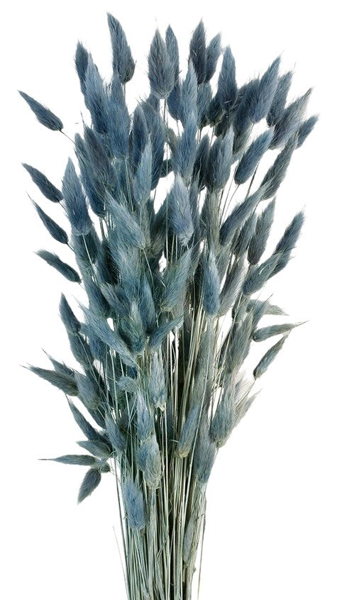 Sušený Zaječí ocásek - Lagurus - Šedá - 60 cm