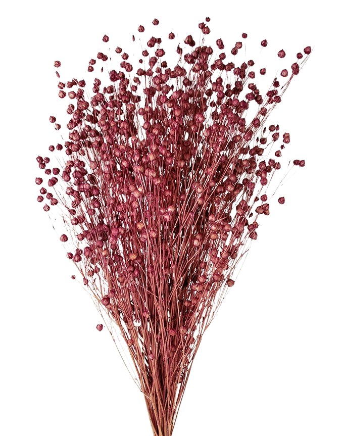 Sušený len - Linum - Starorůžová - 50 cm