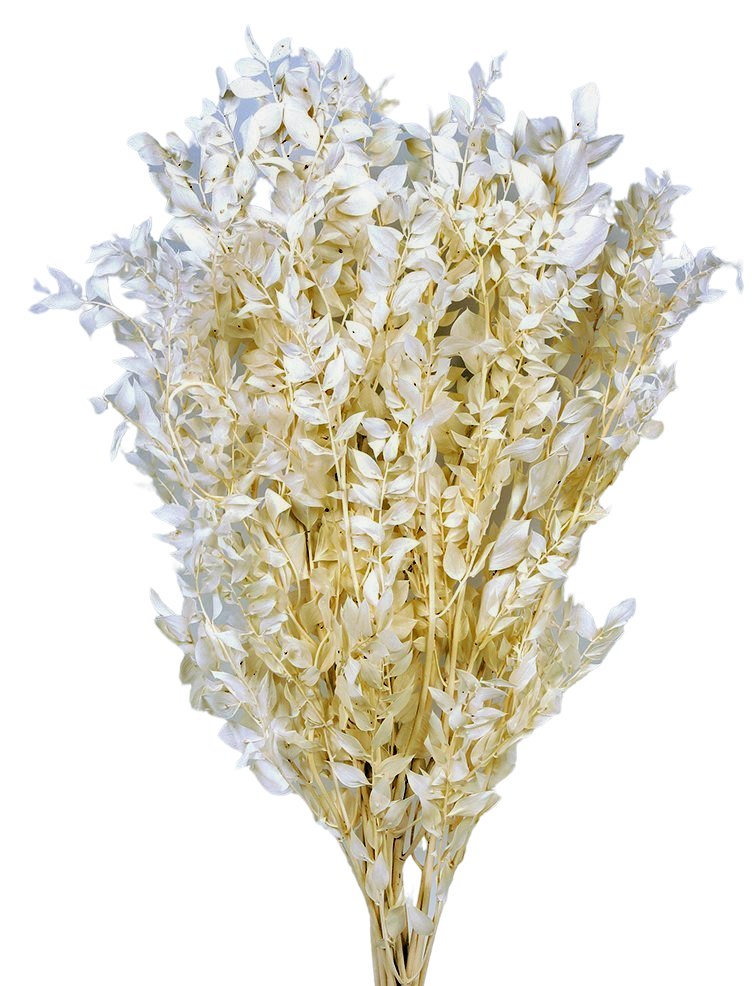 Stabilizovaný Listnatec pichlavý - Ruscus aculeatus 70/80 cm - bílá