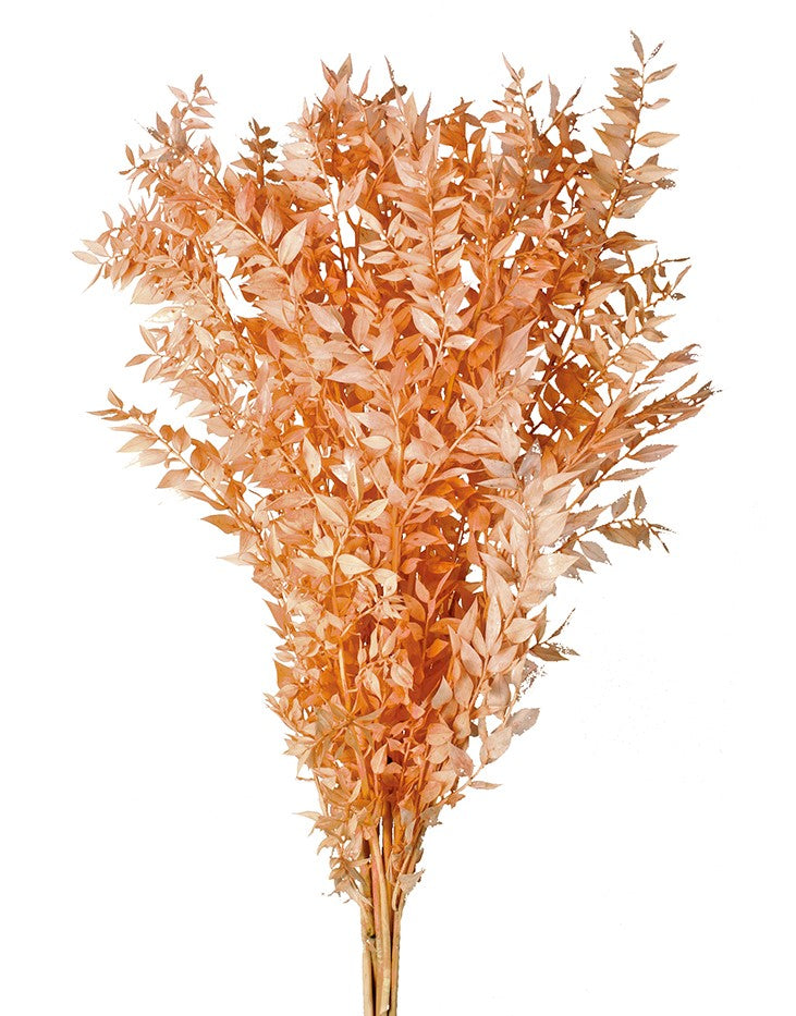 Stabilizovaný Listnatec pichlavý - Ruscus aculeatus 70/80 cm - broskvová