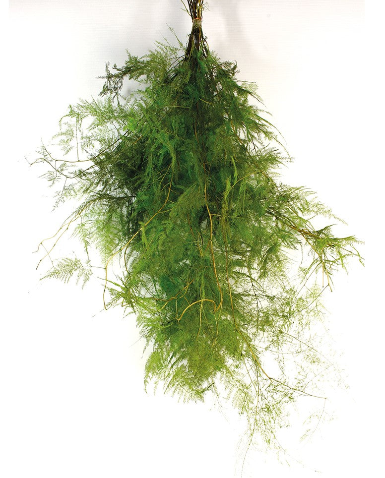 Stabilizovaný chřest lékařský - Asparagus - Tmavě zelená - 60 cm