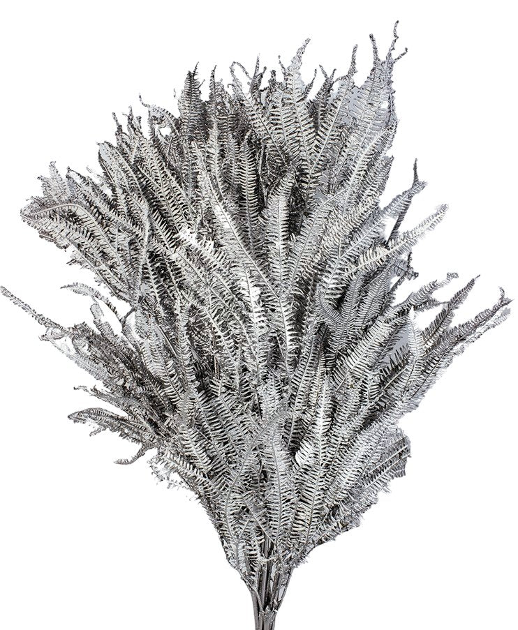 Stabilizovaná kapradina - Southern Shield Fern - Stříbrná - 15 ks