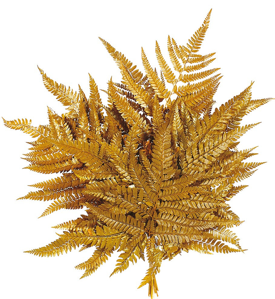 Stabilizovaná kapradina - Rumohra adianti - Jantarová - 10 ks