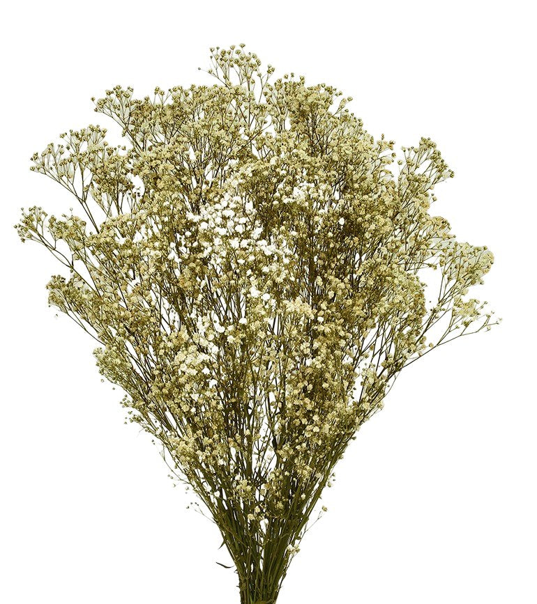 Stabilizovaný šater - Gypsophila paniculata - Přírodní - 60 cm