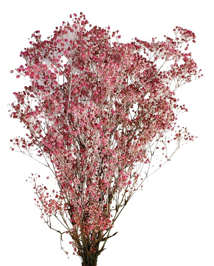 Stabilizovaný šater - Gypsophila paniculata - Malinová - 60 cm