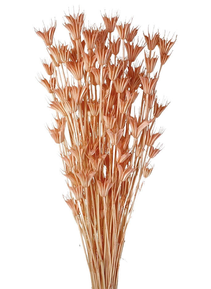 Sušené květiny černucha východní - Nigella orientalis - Broskvová - 100 g