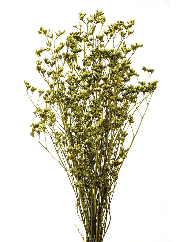 Stabilizované květiny statice - Limonium - Světle zelená - 70 cm