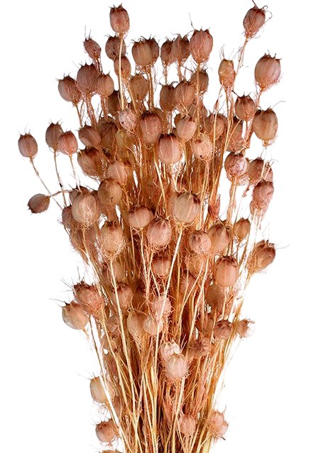 Stabilizovaná černucha - Nigella - Starorůžová - 50 cm