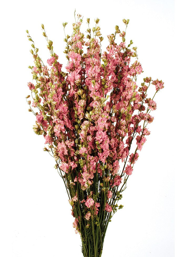 Sušené květiny ostrožky - Delphinium - Starorůžová - 70 cm