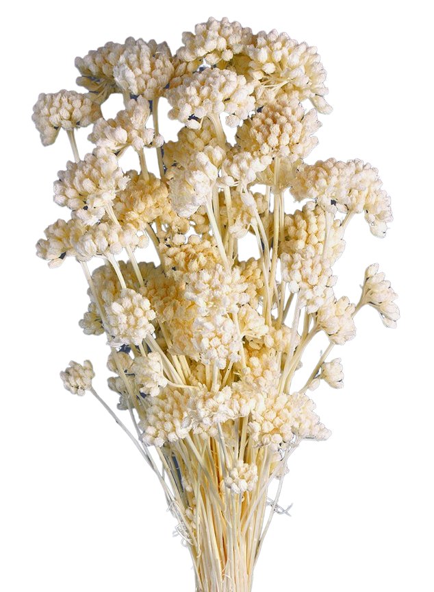 Stabilizovaná Lonas inodora - Bílá - 120 g