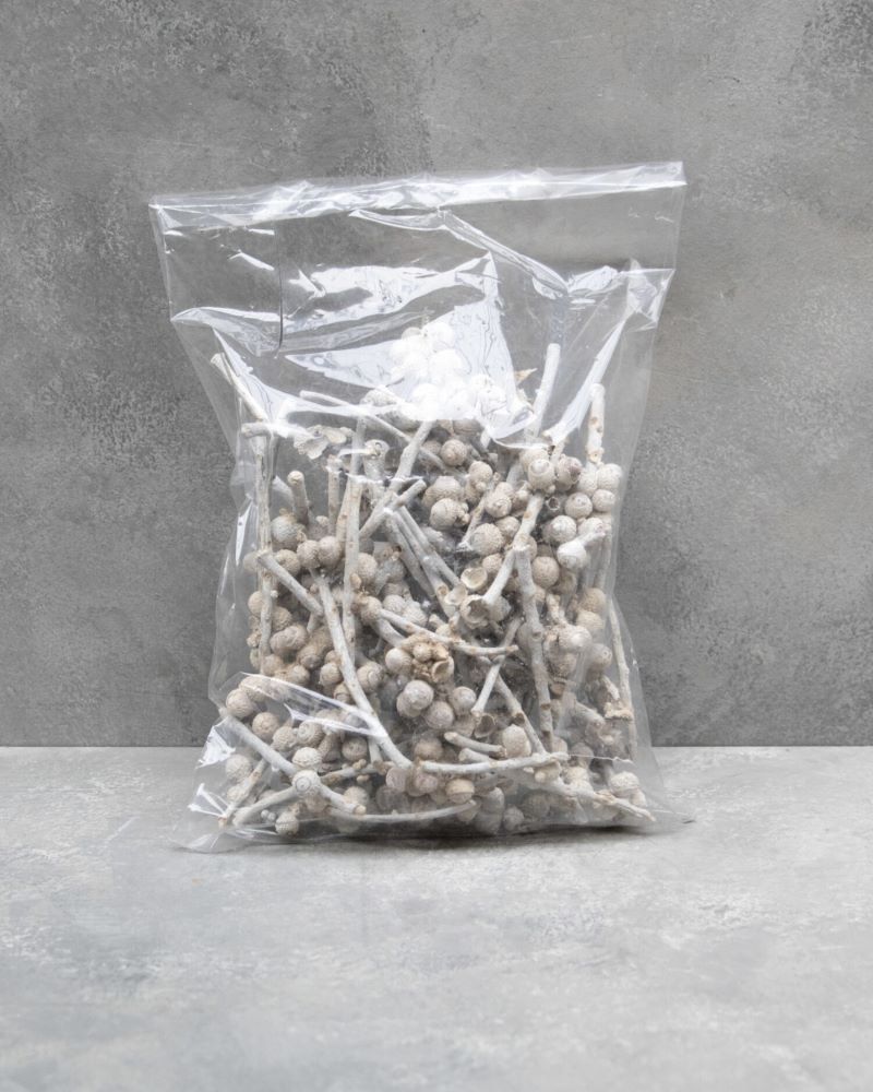 Sušené větvičky se žaludy - Acorn - Bílá