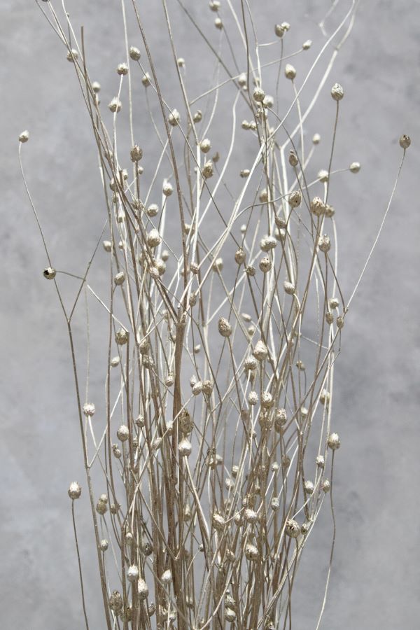 Sušené chrpy - Centaurea - Platinová 110 cm