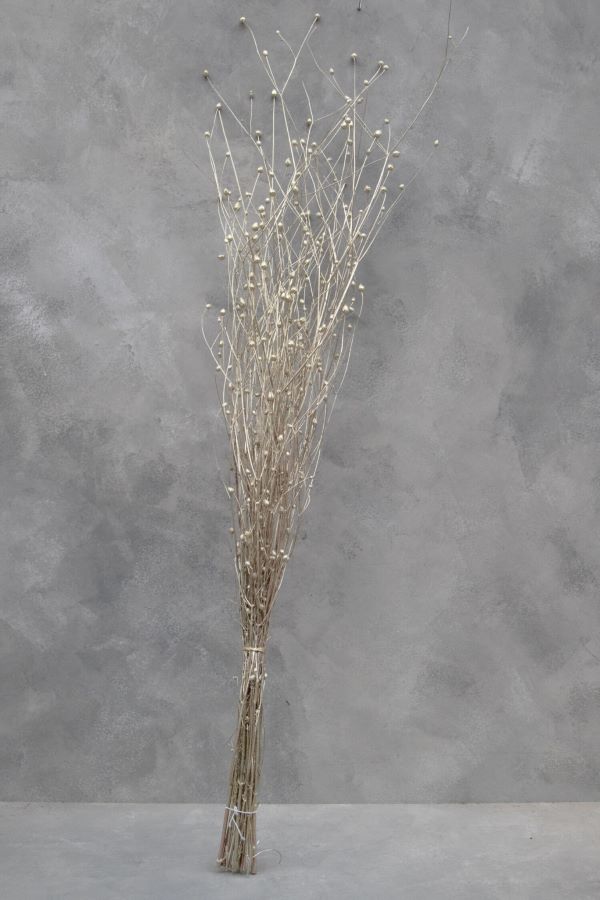 Sušené chrpy - Centaurea - Platinová 110 cm