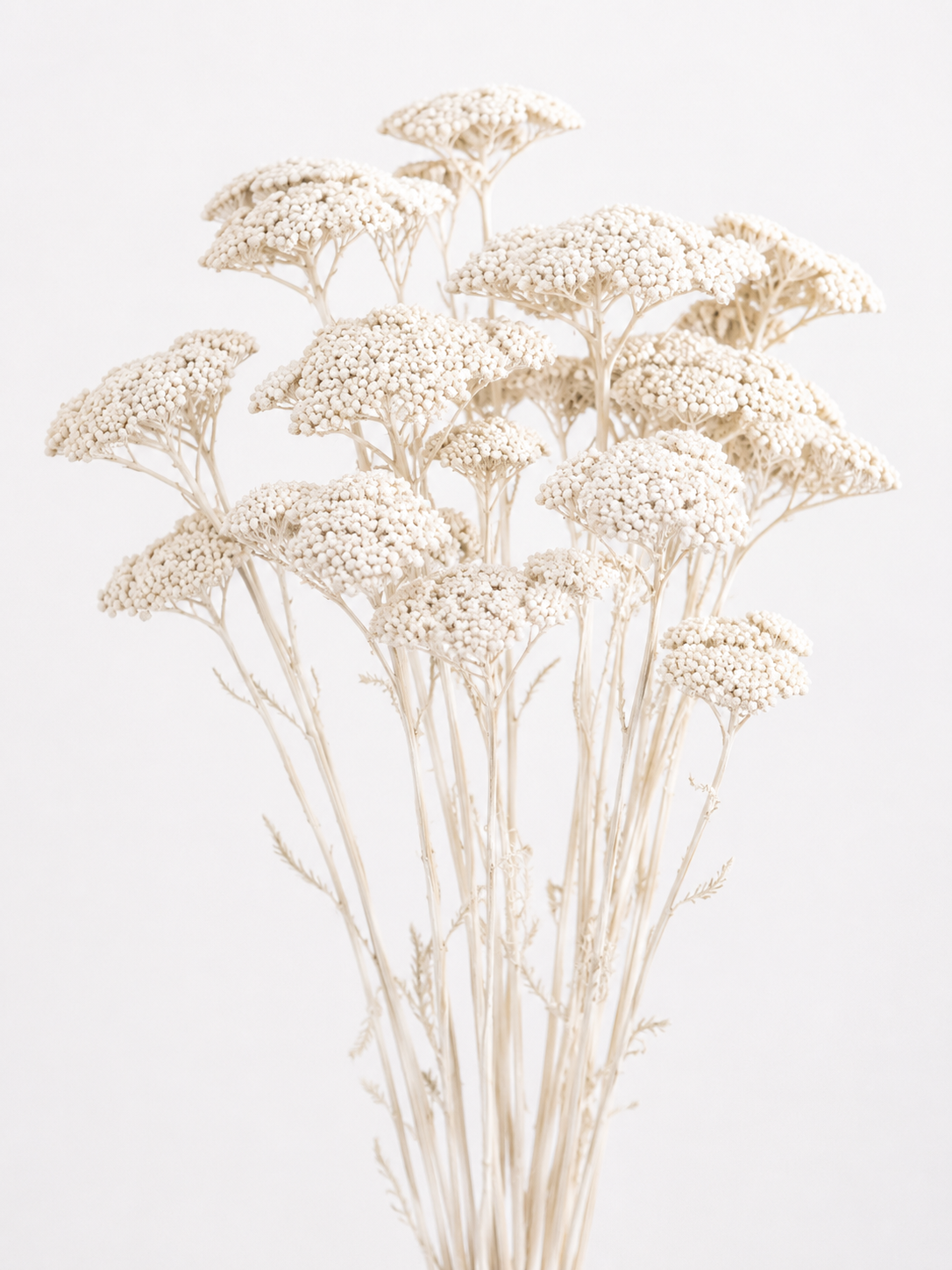 Sušený řebříček velký - Achillea filipendulina - Bílá - 70 cm
