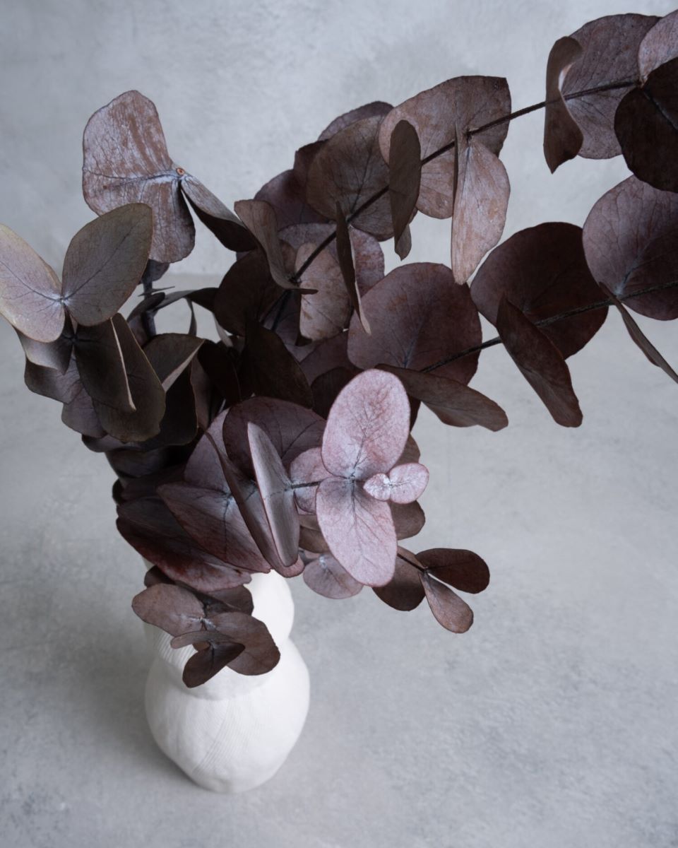 Stabilizovaný eukalyptus - Eucalyptus silverdollar - Bordó