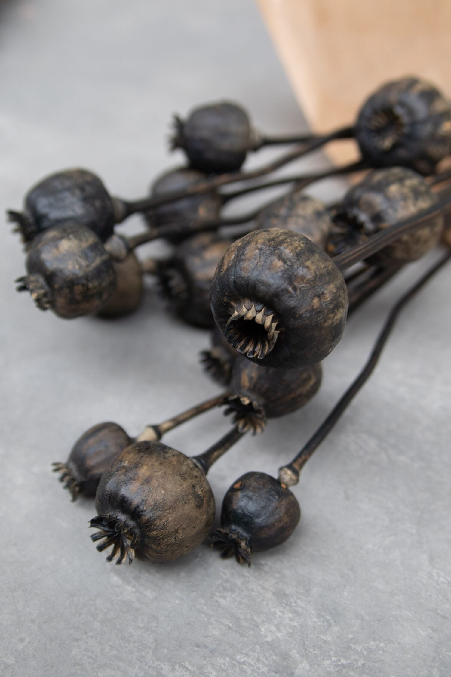 Sušené makovice - Papaver - černý