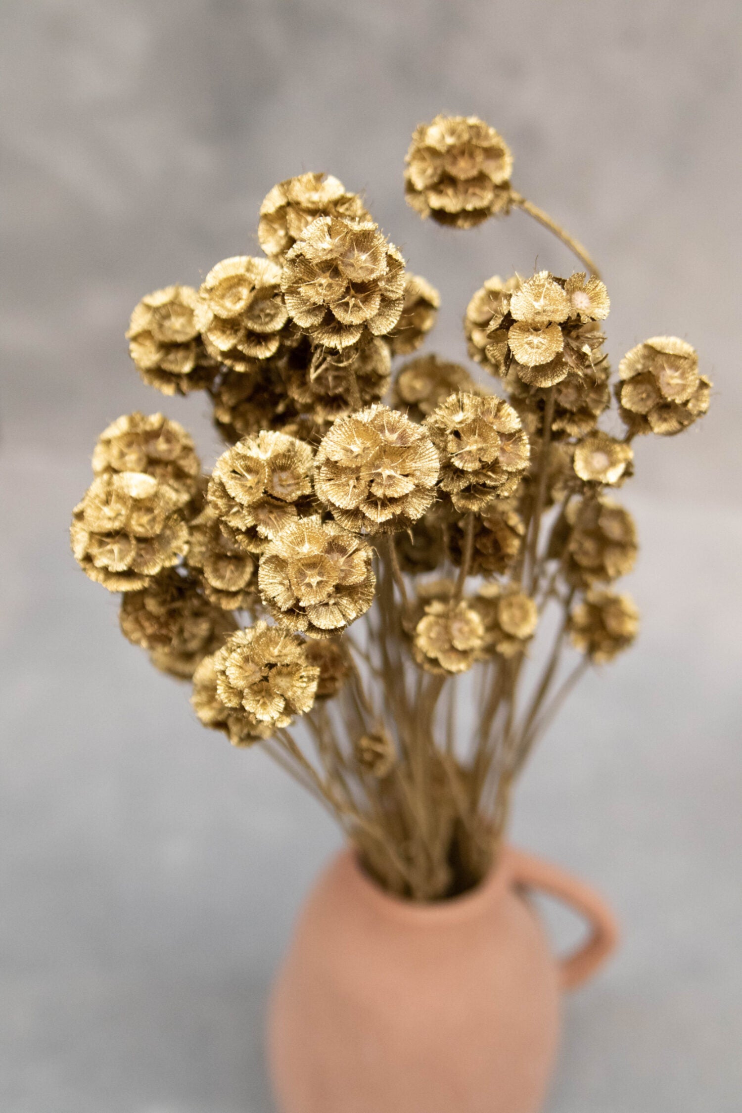 Sušené květiny hlaváče - Scabiosa stellata - Zlatá
