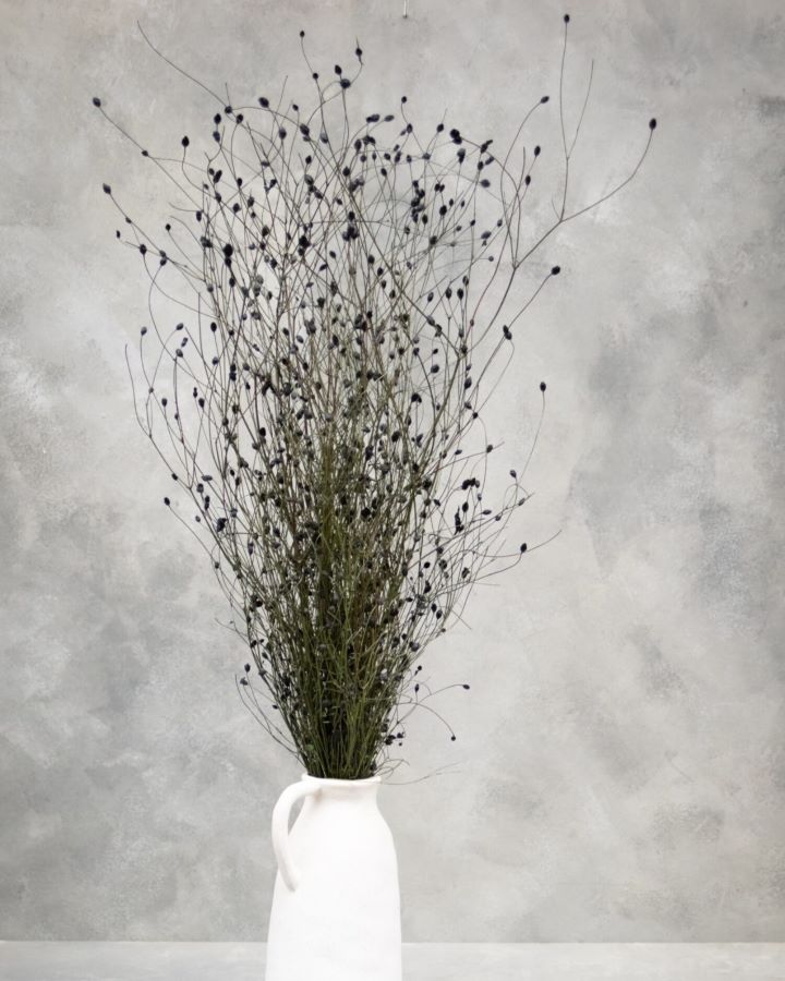 Sušené chrpy - Centaurea - Černá 110 cm