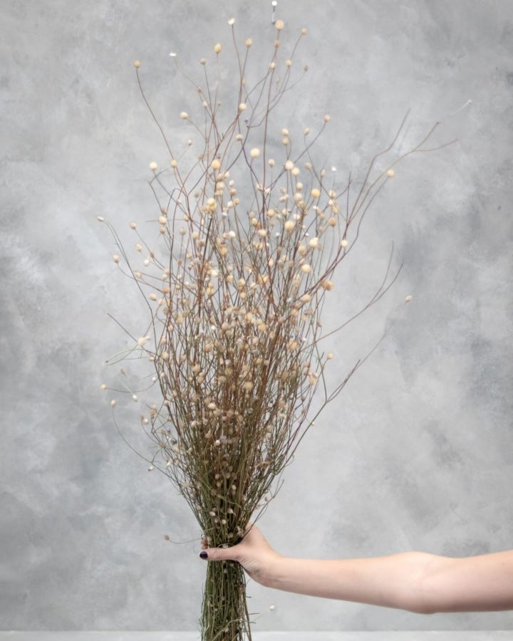 Sušené chrpy - Centaurea - přírodní 110 cm