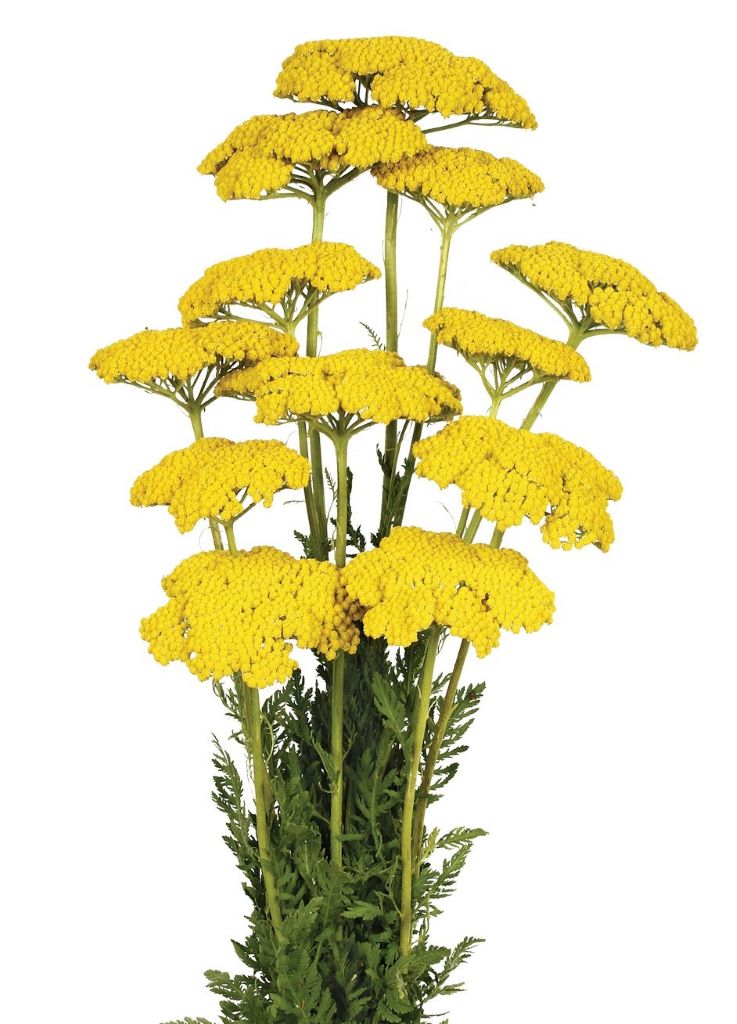 Sušený řebříček - Achillea filipendulina - Přírodní - 70 cm
