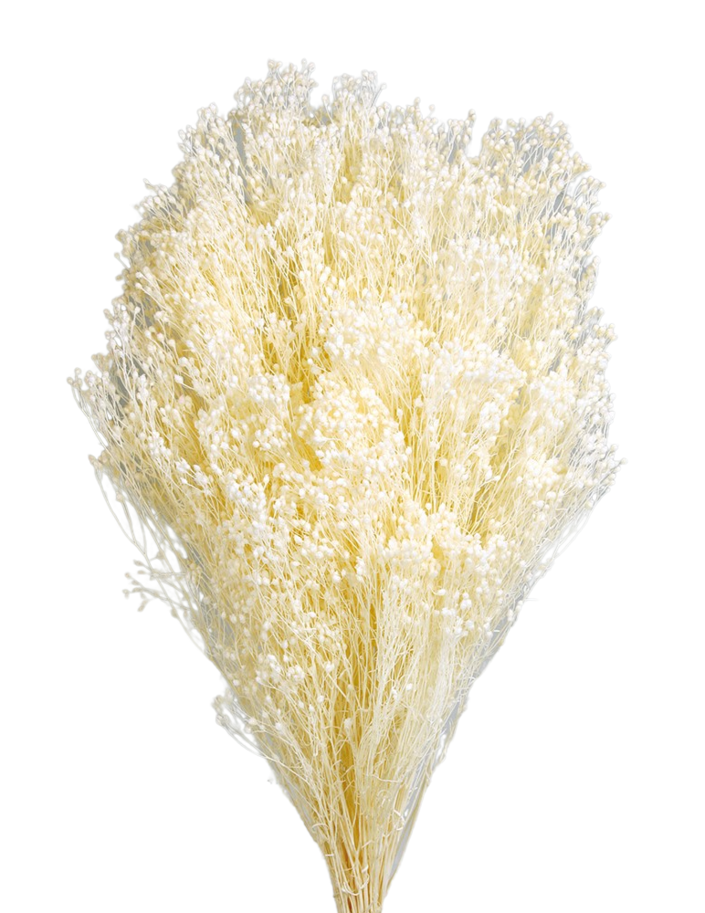 Sušené Brooms Blooms květiny - 100 g svazek - Bílá - 50 cm
