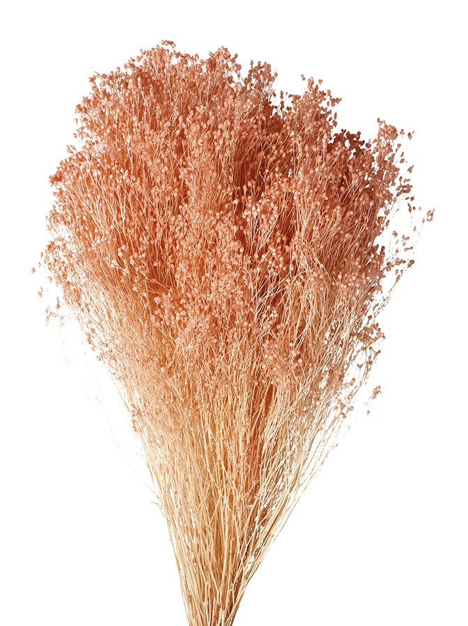 Sušené Brooms Blooms květiny - 100 g svazek - Pudrová - 50 cm