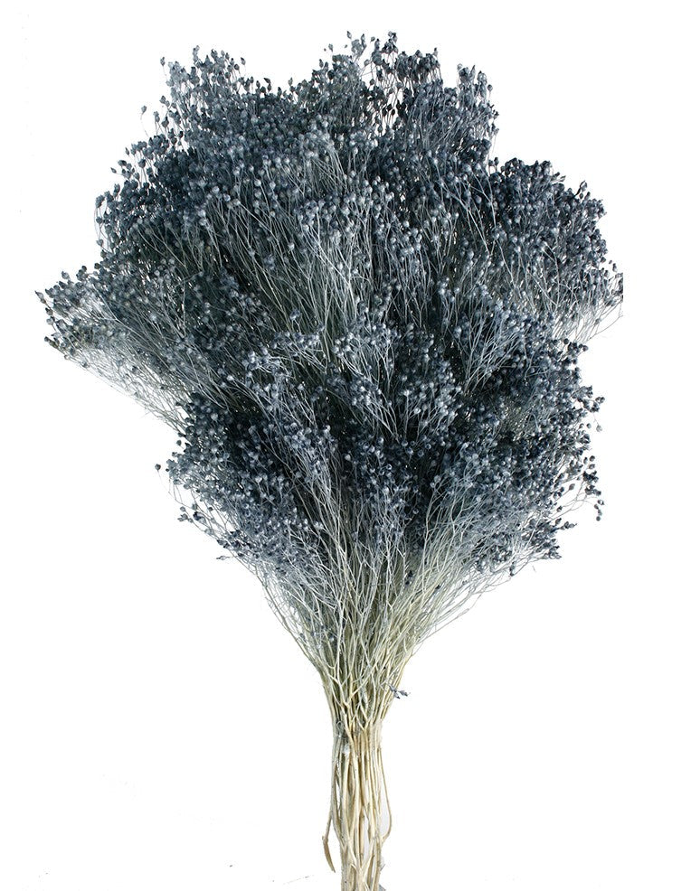 Sušené Brooms Blooms květiny - 100 g svazek - Šedomodrá - 50 cm