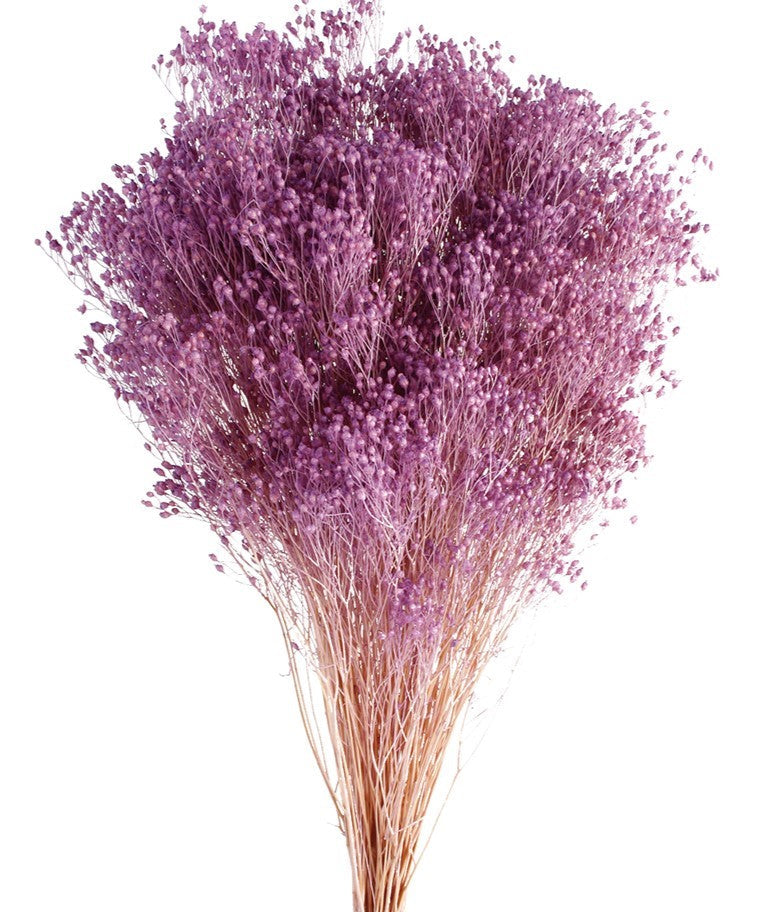 Sušené Brooms Blooms květiny - 100 g svazek - Šeříková - 50 cm