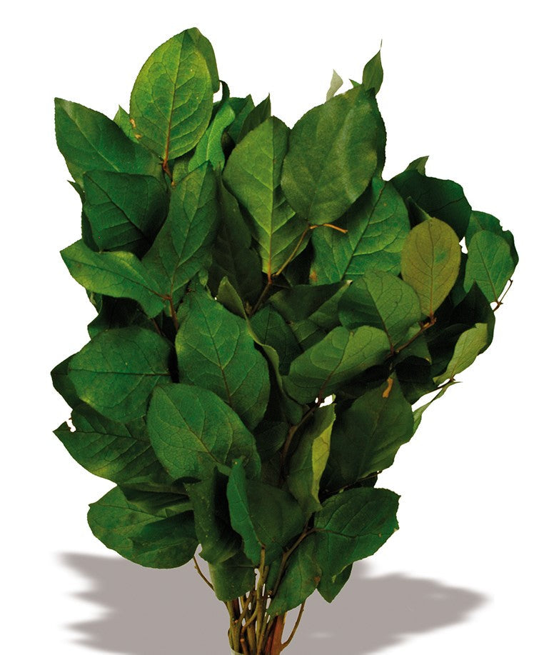 Stabilizovaný salal - Tmavě zelená - 12 ks