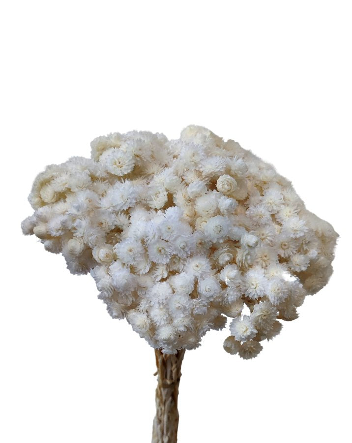 Sušené květiny - Helichrysum - Bílá - 15 ks