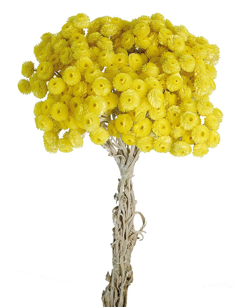 Sušené květiny - Helichrysum - Přírodní - 15 ks