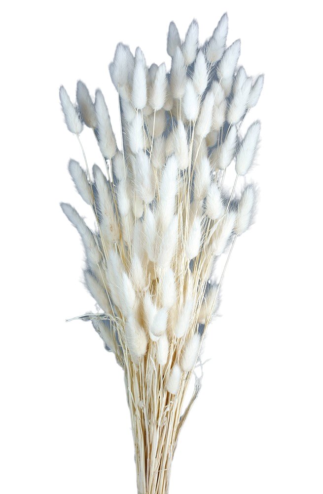 Sušený Zaječí ocásek - Lagurus - Bílá - 60 cm