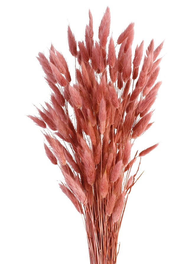 Sušený Zaječí ocásek - Lagurus - Lososová - 60 cm