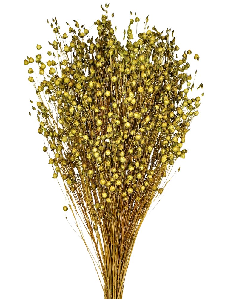 Sušený len - Linum - Pistáciová - 50 cm