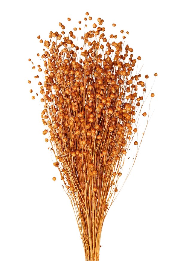 Sušený len - Linum - Broskvová - 50 cm