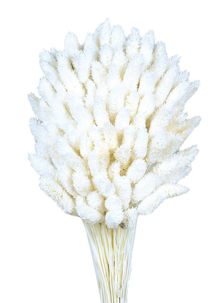 Sušená chrastice rákosovitá - Phalaris - 80 cm - bílá
