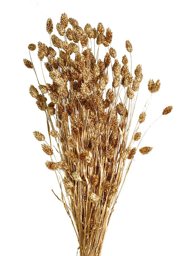 Sušená chrastice rákosovitá - Phalaris - 80 cm - zlatá