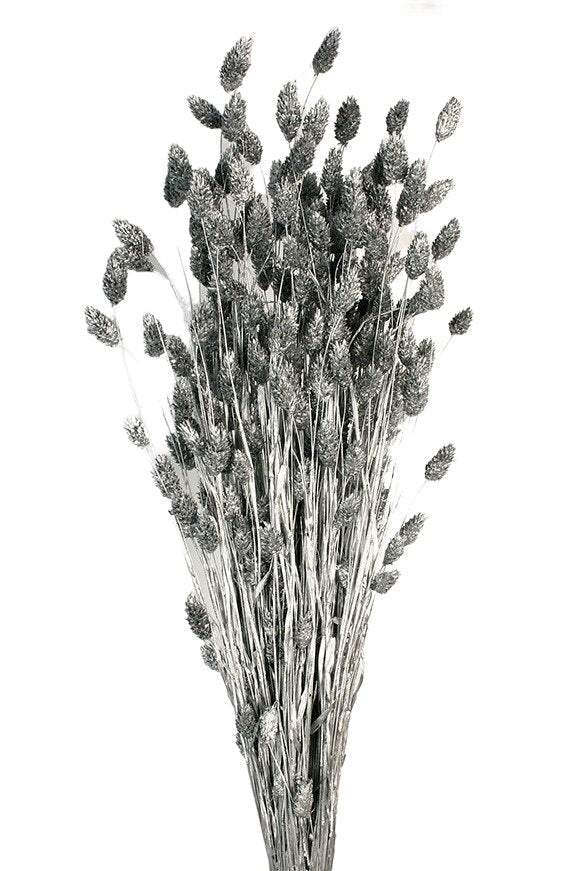 Sušená chrastice rákosovitá - Phalaris - 80 cm - stříbrná