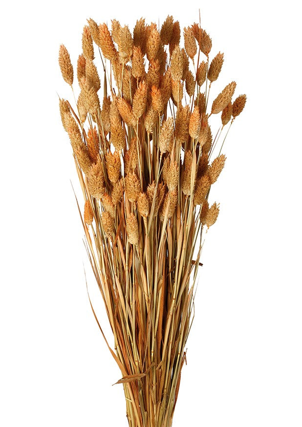 Sušená chrastice rákosovitá - Phalaris - 80 cm - Broskvová