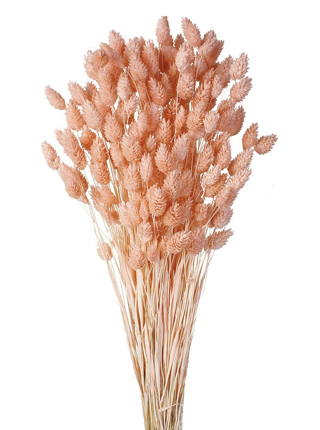Sušená chrastice rákosovitá - Phalaris - 80 cm - pudrová
