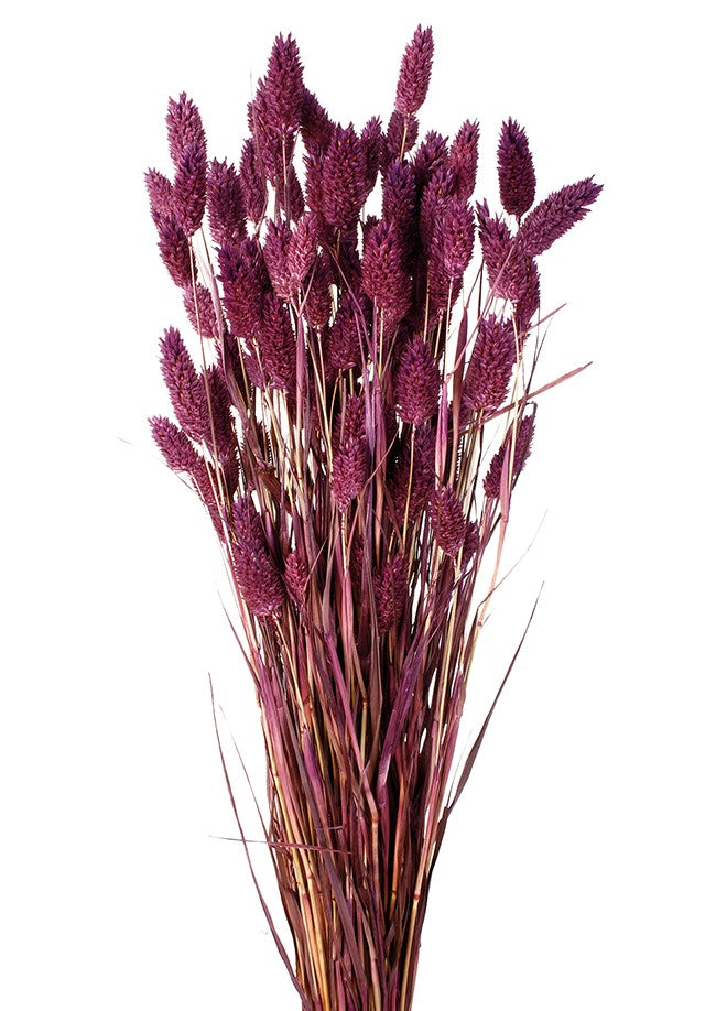 Sušená chrastice rákosovitá - Phalaris - 80 cm - bordó