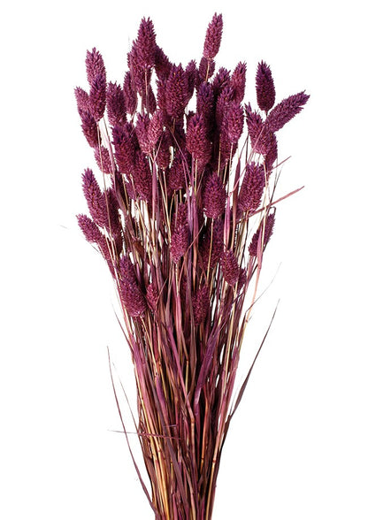 Sušená chrastice rákosovitá - Phalaris - 80 cm - bordó