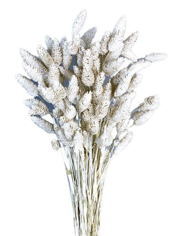Sušená chrastice rákosovitá - Phalaris - 80 cm - bílá matná