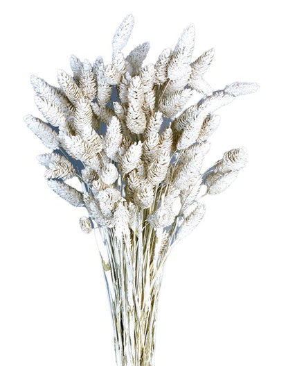 Sušená chrastice rákosovitá - Phalaris - 80 cm - bílá matná