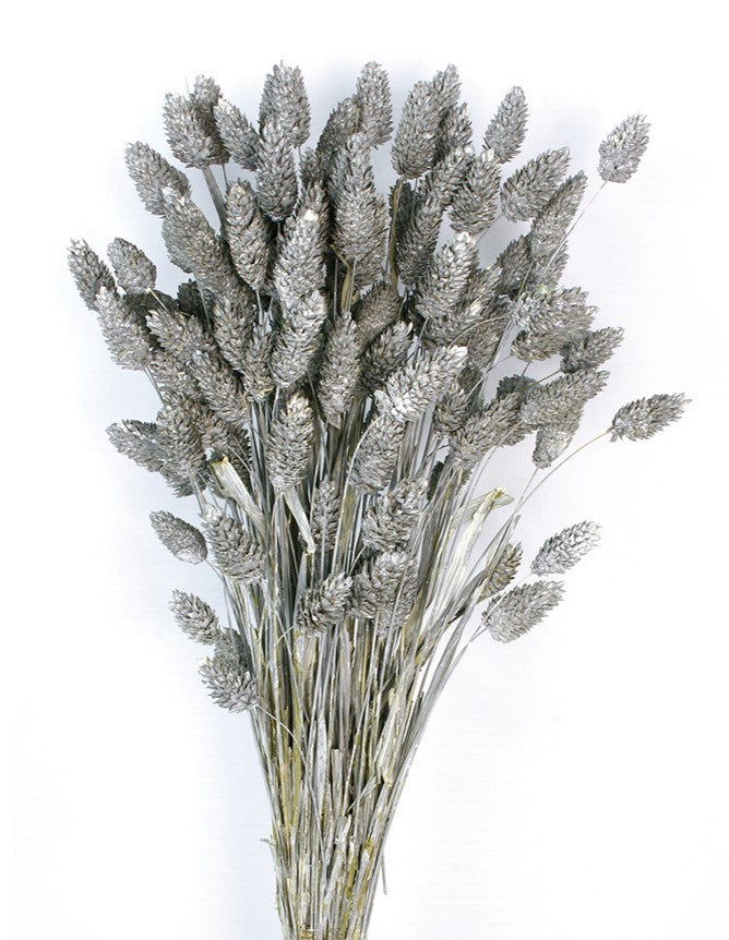 Sušená chrastice rákosovitá - Phalaris - 80 cm - šedá matná