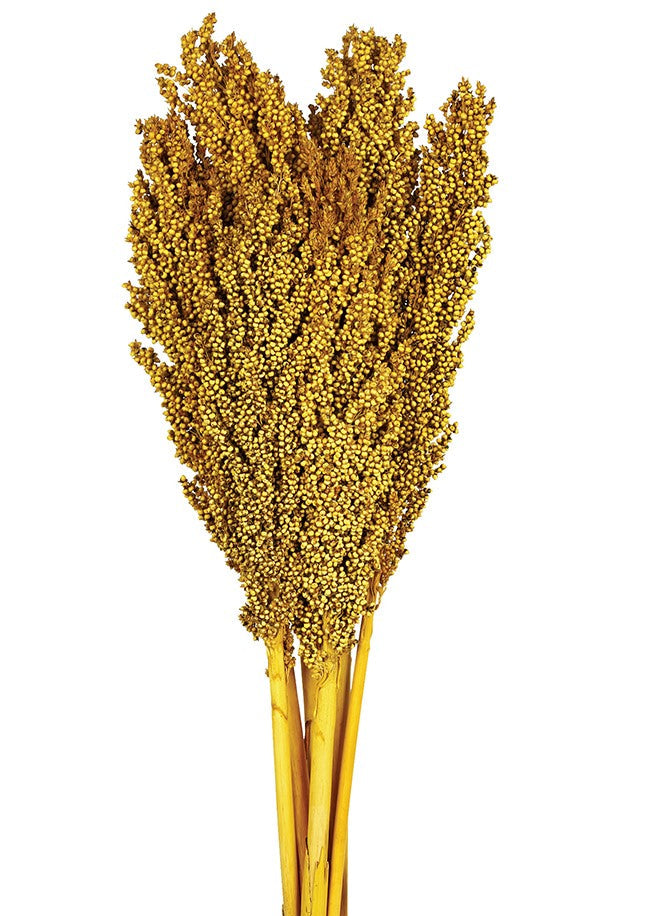 Sušené květiny - Čirok - Sorghum - Jantarová - 6 ks - 80 cm