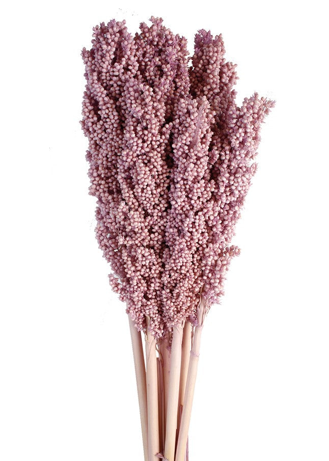 Sušené květiny - Čirok - Sorghum - Pudrová - 6 ks - 80 cm