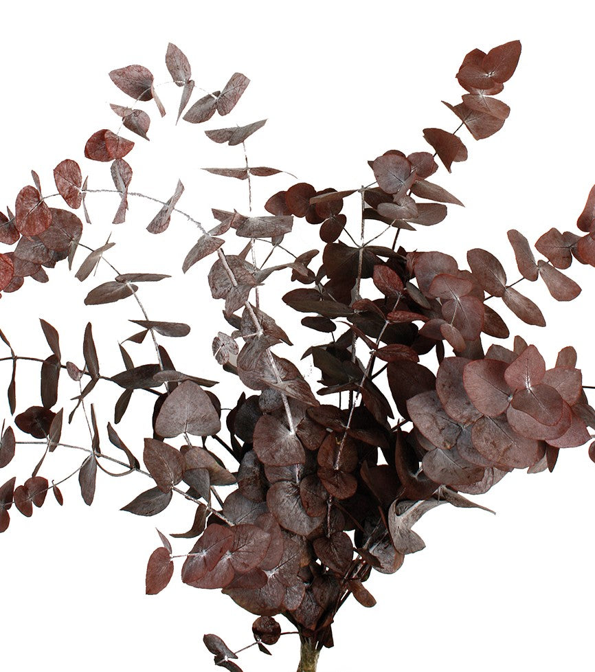 Stabilizovaný eukalyptus  50 - 80 cm - tmavě červený