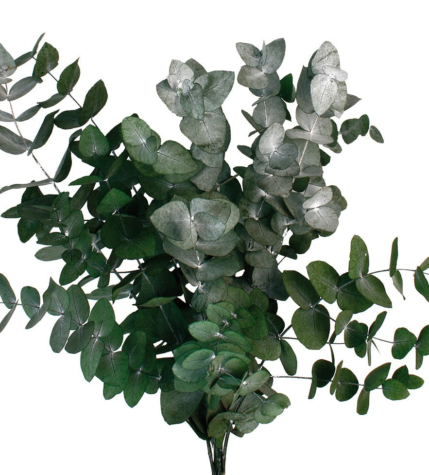 Stabilizovaný eukalyptus  50 - 80 cm