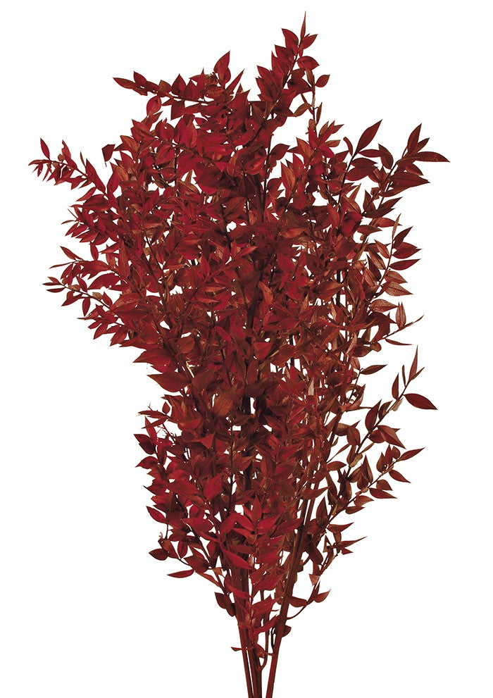 Stabilizovaný Listnatec pichlavý - Ruscus aculeatus 70/80 cm - tmavě červená